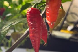 Fun pics of my plants and some weird stuff going on