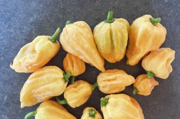 Update on my Peach Ghost Pepper