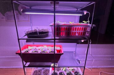 only the best (all-dollarama setup) for my homeschooled (zone 3b) babies