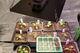 Did i pot up to soon?