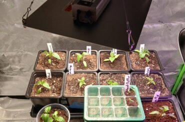 Did i pot up to soon?