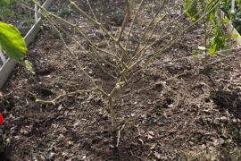 Will this habanero grow back in the springtime?