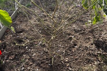 Will this habanero grow back in the springtime?