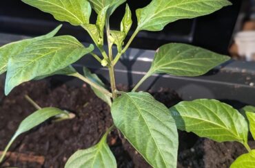 Things are going incredibly well for this one.