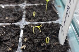 Thai Volcanoes off to a strong start!