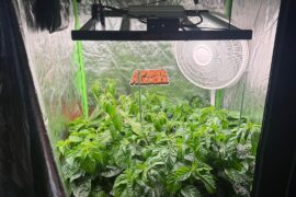 Growth update ~3 months old (Very limited space)