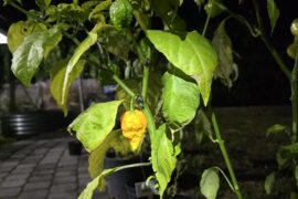 Get a look at this guy! What do you think this is?