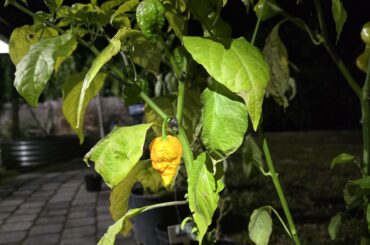 Get a look at this guy! What do you think this is?