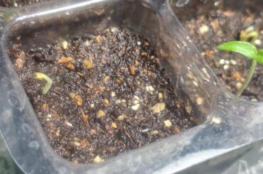 What's Going On With This Sprout