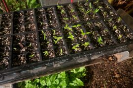 Baby pepper progress