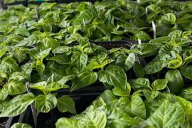 New to Reddit, but not to pepper growing. Currently growing 62 varieties this season.