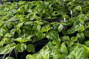 New to Reddit, but not to pepper growing. Currently growing 62 varieties this season.