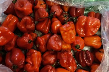 what do we think, true scotch bonnets or just habaneros?