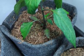 I think my peppers have thripse, but i'm not sure