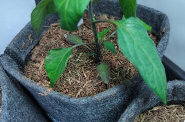 I think my peppers have thripse, but i'm not sure