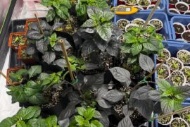 Settling in 7 days later