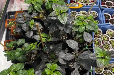 Settling in 7 days later