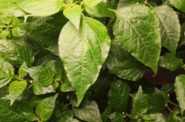 Sugar Rush Peach coming along