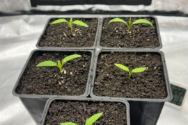 Anyone tried soil / loam based potting mixes?