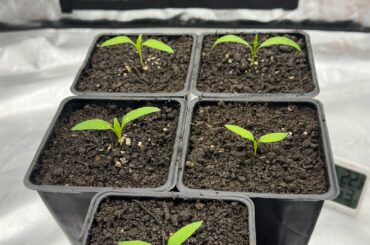 Anyone tried soil / loam based potting mixes?