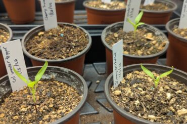 Are these getting too much light?