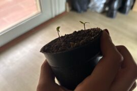 Are these pepper plants too leggy? Do you think I should sow some new seeds instead? They’re almost 2 weeks old