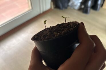 Are these pepper plants too leggy? Do you think I should sow some new seeds instead? They’re almost 2 weeks old