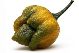 Does anybody else dislike the name "Pepper X"? To me it sounds like it was named by a 13 y/o or Elon Musk.