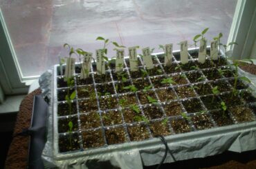 The progress of my sprouts