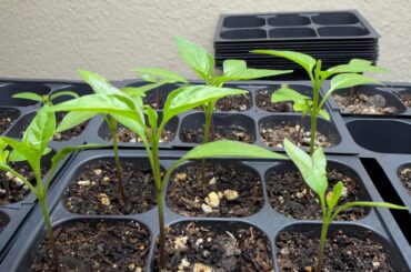 When should I transplant to bigger pots?