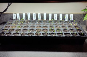Seed progress