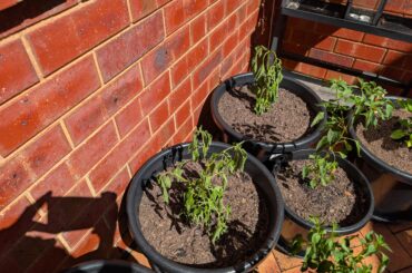 Help with habenero plants