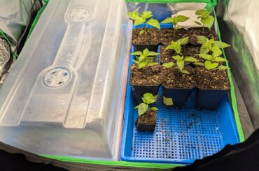 And so it begins...er, continues.