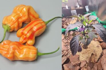 Looking for interesting peppers for next year.