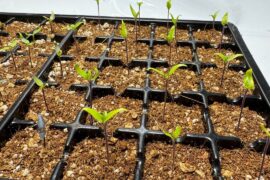 Week 2, the culling!