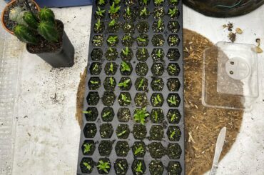 Germinated faster than I thought