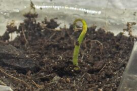 Is there something wrong with my seedling?