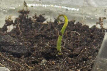 Is there something wrong with my seedling?