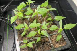 First time growing peppers