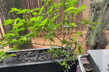 My Habanero plant going on 5 years.