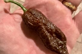 Breakfast of champions