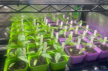 Pepper Check-in!