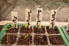 Come on Ghost peppers