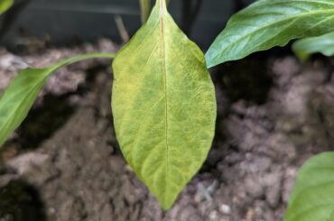 Leave it or trim it?