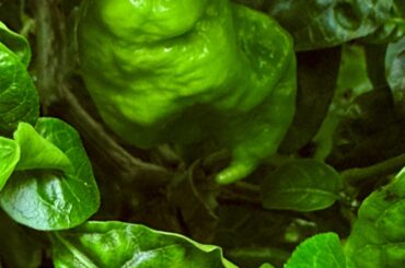 Chocolate murder pod