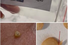 Fatalii seed started to germinate after 24 hours. I am so happy