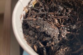 seed grew the wrong way. Any tips?