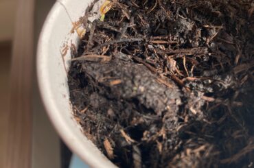 seed grew the wrong way. Any tips?