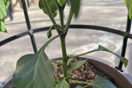 Too early in the season for blooms?