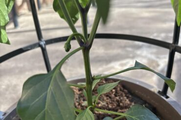 Too early in the season for blooms?